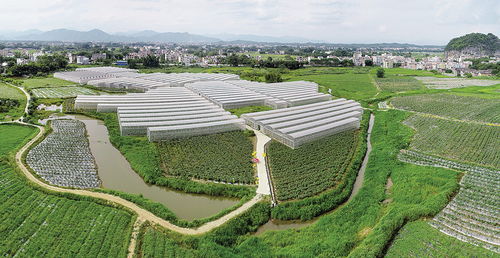 肇慶市人民政府門戶網(wǎng)站 懷集夯實大灣區(qū) 菜籃子 產(chǎn)業(yè)基礎(chǔ) 現(xiàn)代農(nóng)業(yè)產(chǎn)業(yè)鏈建設(shè)漸入佳境